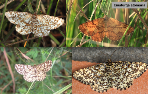 Geometride da id - Heliomata glarearia