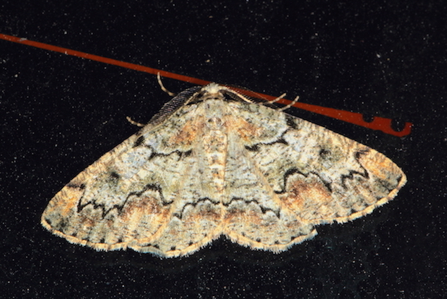 Geometridae I - Cleorodes lichenaria