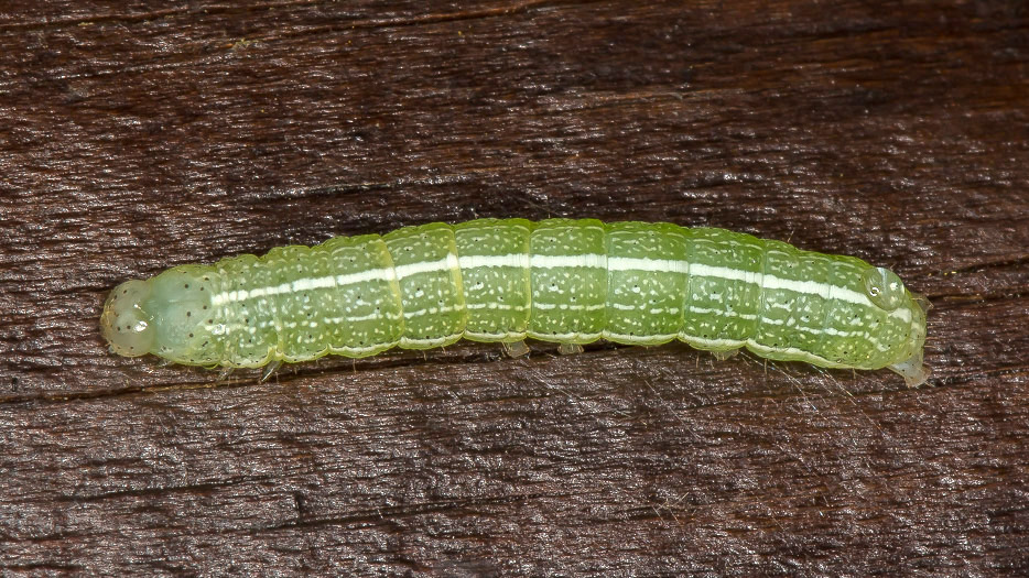 Aiuto id. larva 2 - Orthosia sp., Noctuidae