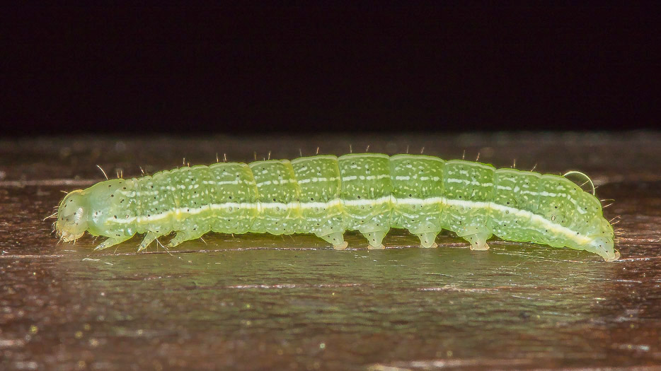 Aiuto id. larva 2 - Orthosia sp., Noctuidae