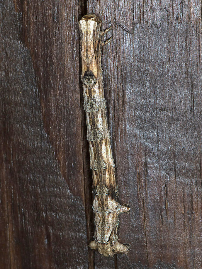 Aiuto id. larva 1 - Crocallis cfr. elinguaria, Geometridae