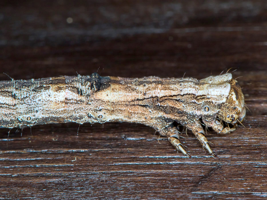 Aiuto id. larva 1 - Crocallis cfr. elinguaria, Geometridae