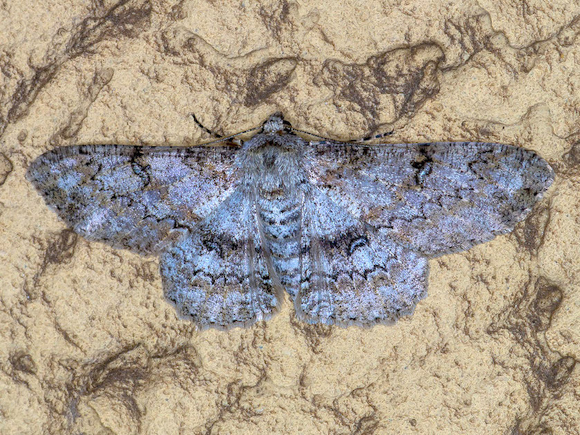 Ascotis selenaria - Geometridae