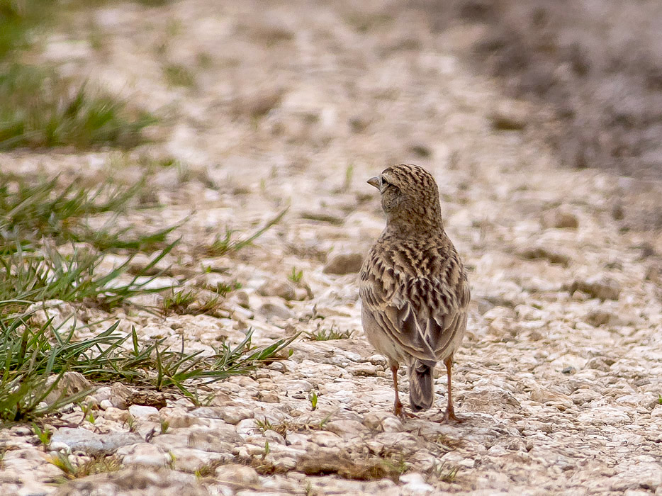 Calandrella (Calandrella brachydactyla)
