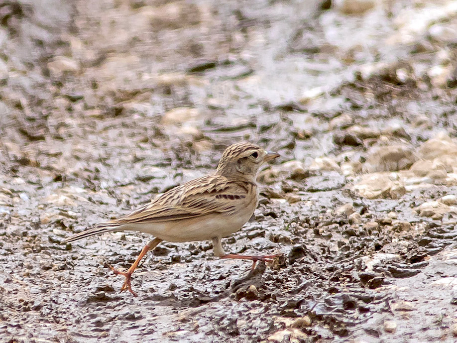 Calandrella (Calandrella brachydactyla)