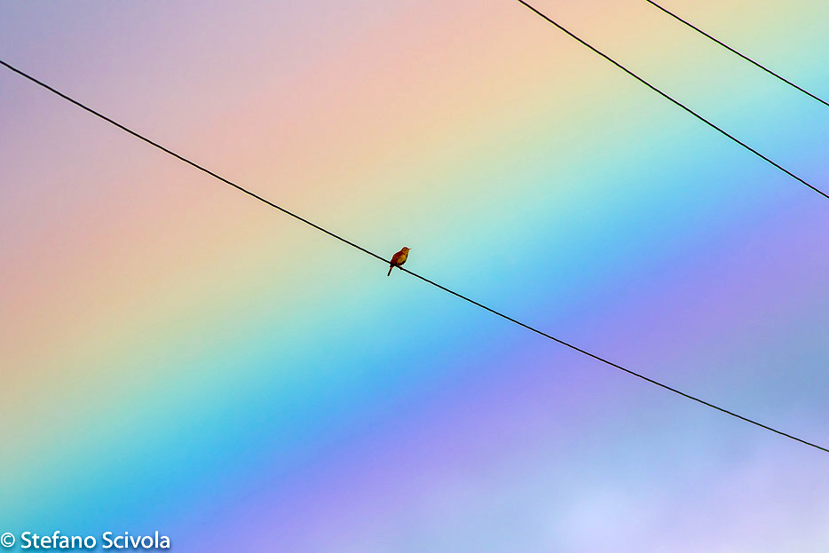 Usignolo (Luscinia megarhynchos)