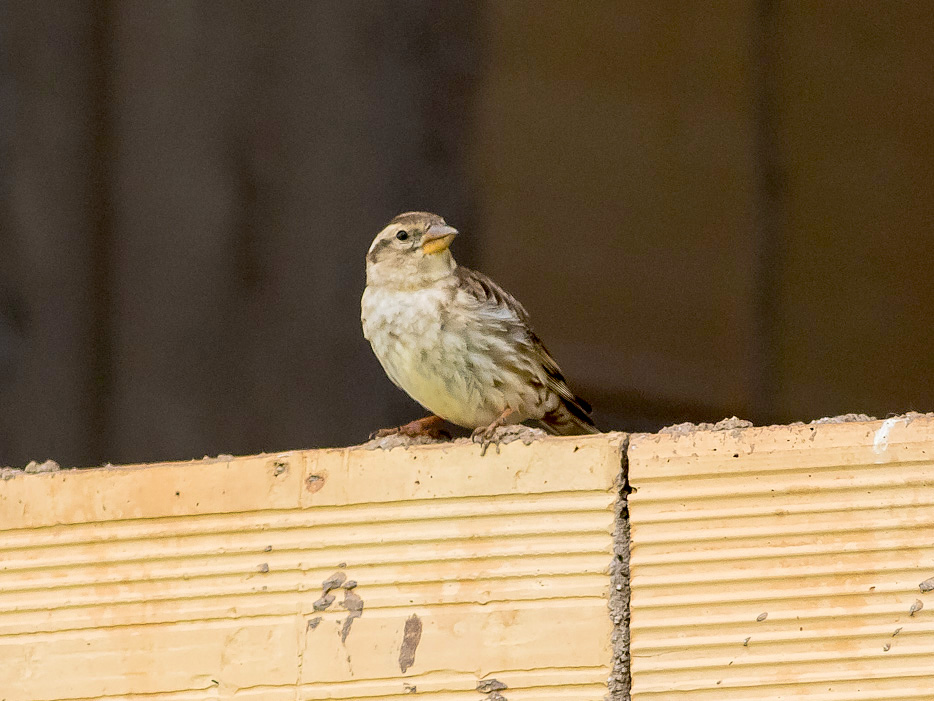 Passera lagia  (Petronia petronia)