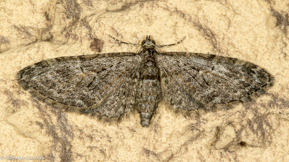 Eupithecia da id.