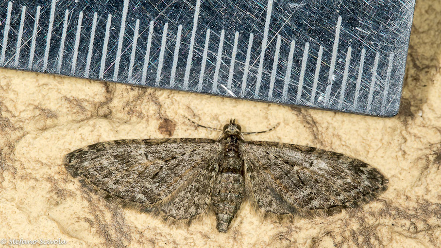 Eupithecia da id.