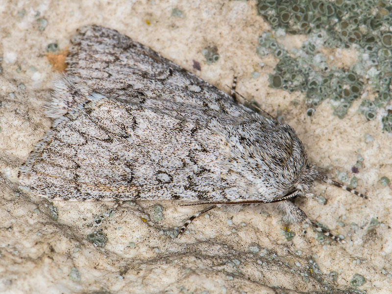 Acronicta euphorbiae - Noctuidae