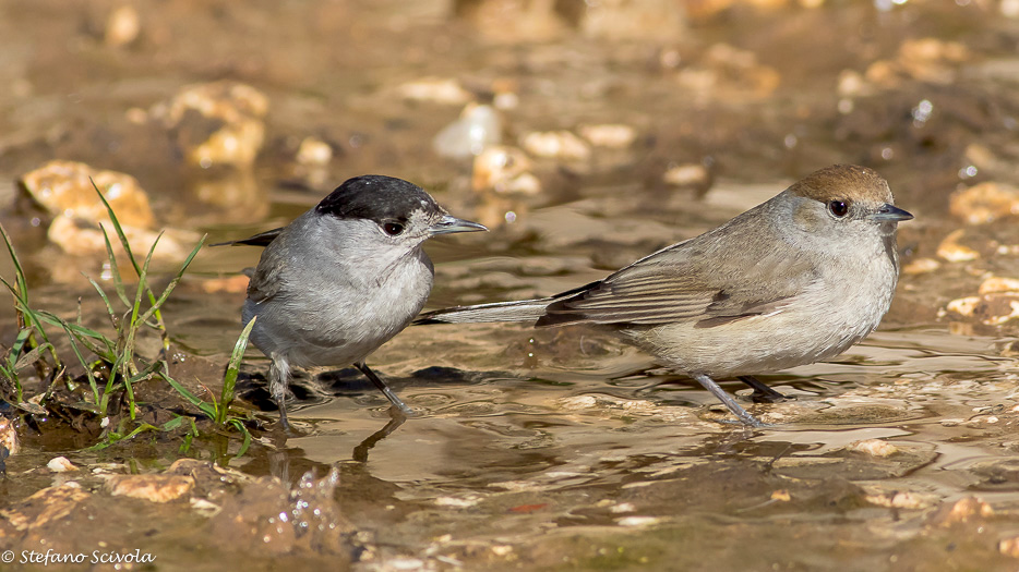 Capinera (Sylvia atricapilla)  ♀  ♂