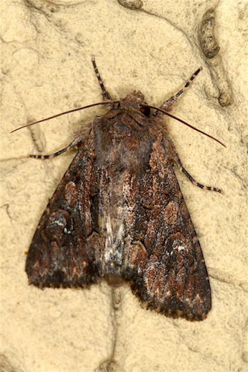 Noctuidae da id - Mniotype solieri