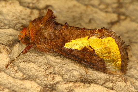 Noctuidae - Thysanoplusia orichalcea