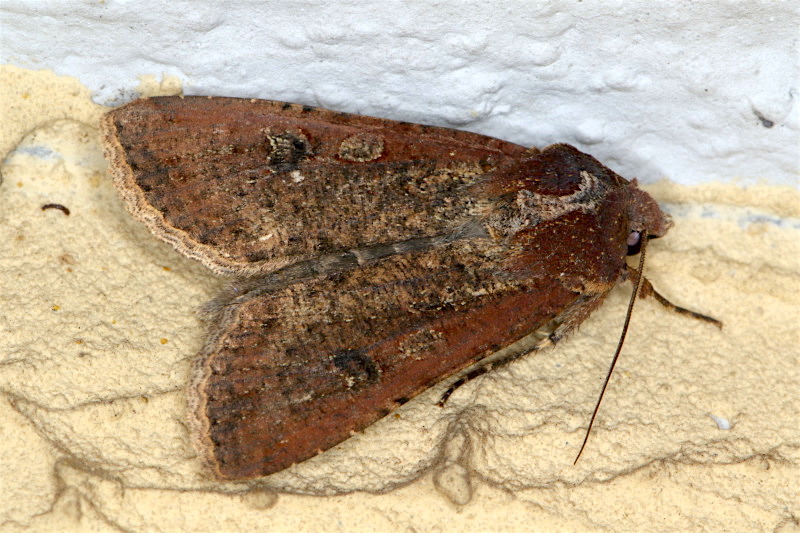 Noctuidae:  Peridroma saucia