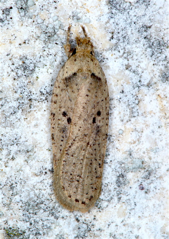 Aiuto id. Elachistidae - Agonopterix yeatiana