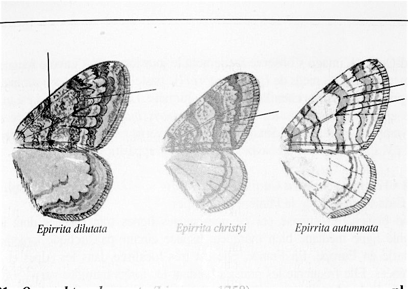 Epirrita sp.