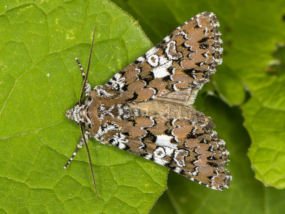 Hadena albimacula - Noctuidae