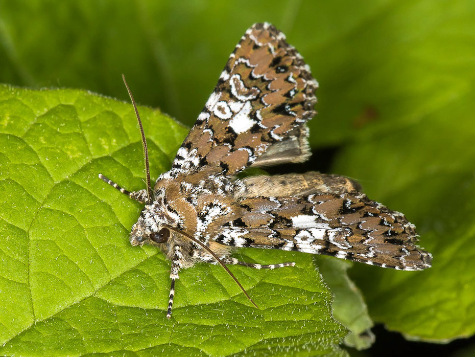 Hadena albimacula - Noctuidae