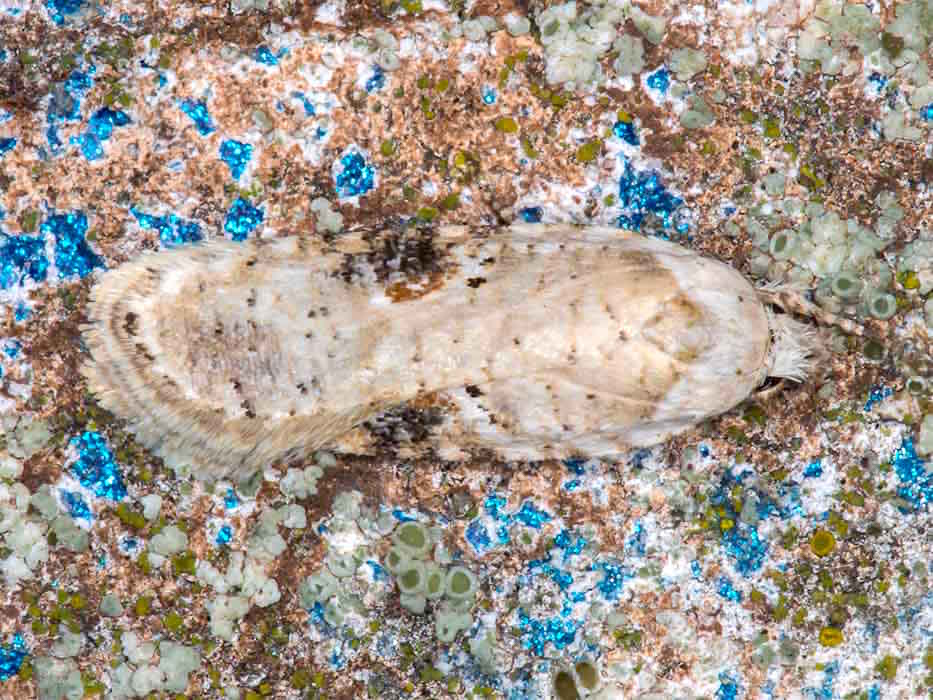 Elachistidae da confermare - Agonopterix alstromeriana