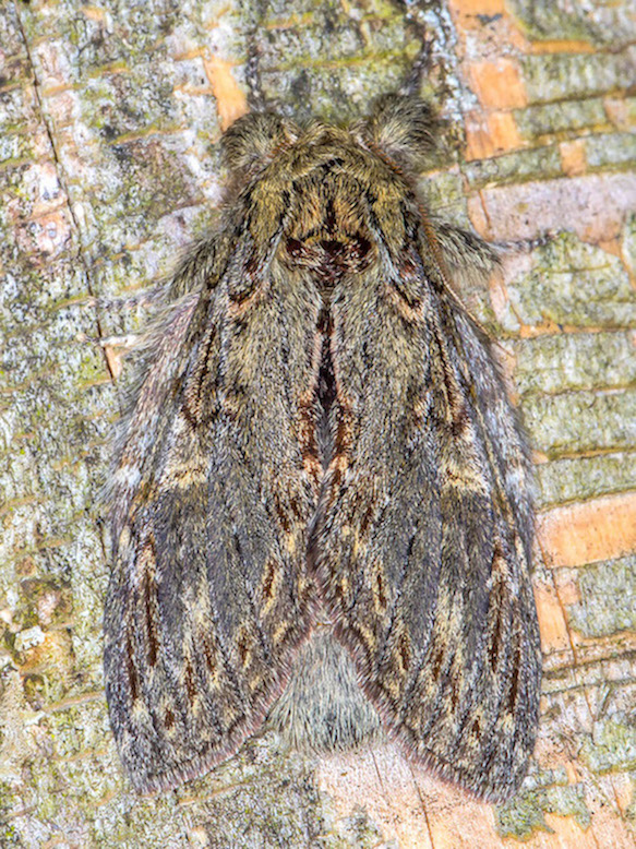 Peridea anceps - Notodontidae