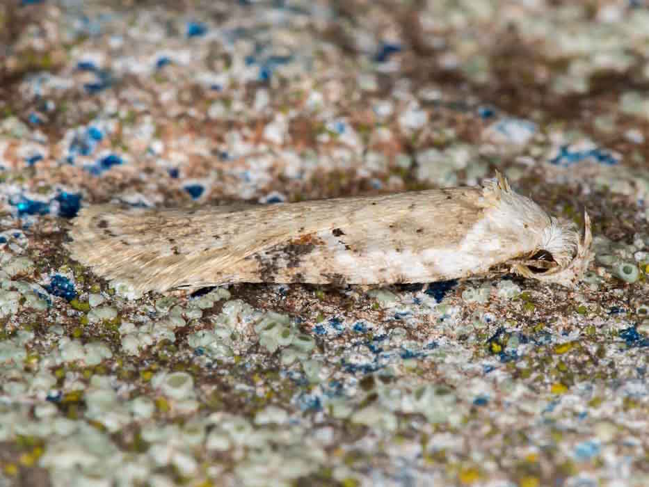 Elachistidae da confermare - Agonopterix alstromeriana