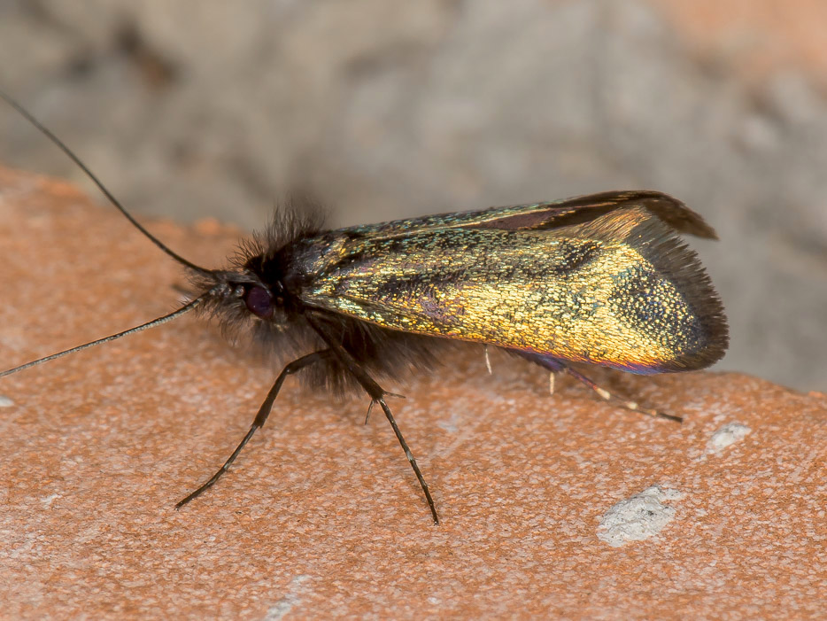 Adela cuprella - Adelidae