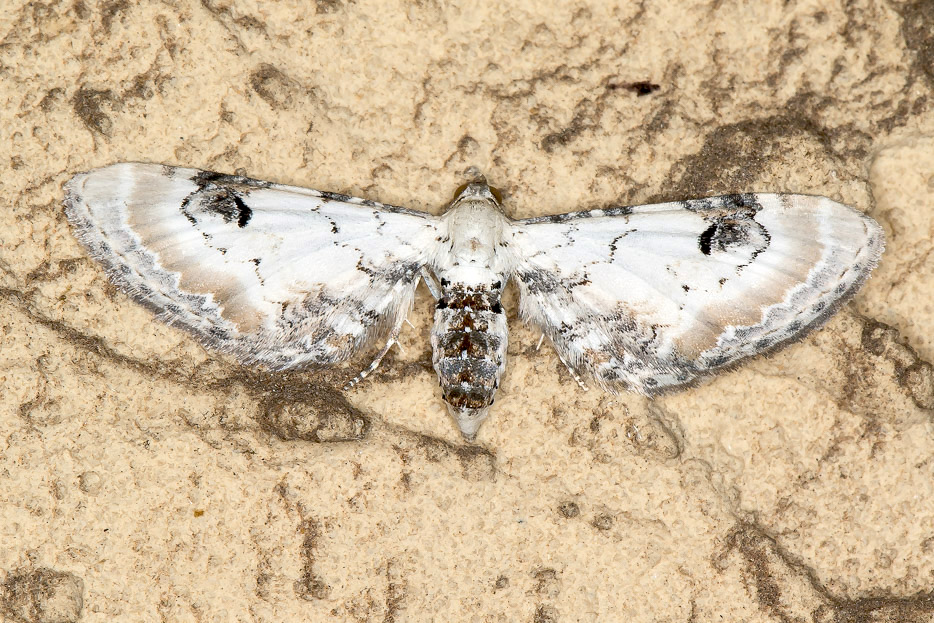 Eupithecia centaureata - Geometridae