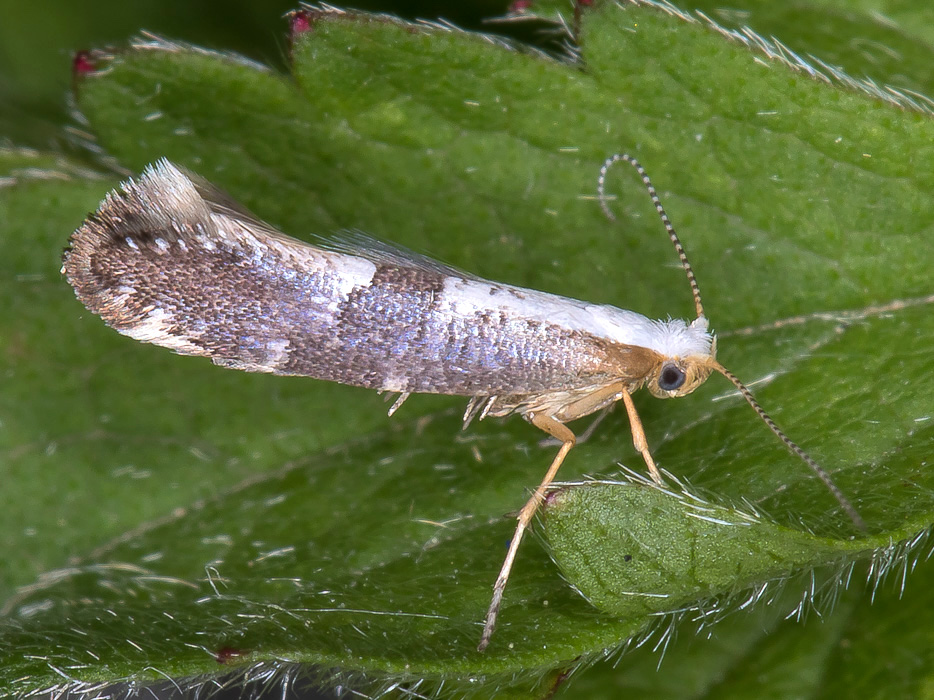 Argyresthiidae - Argyresthia spinosella