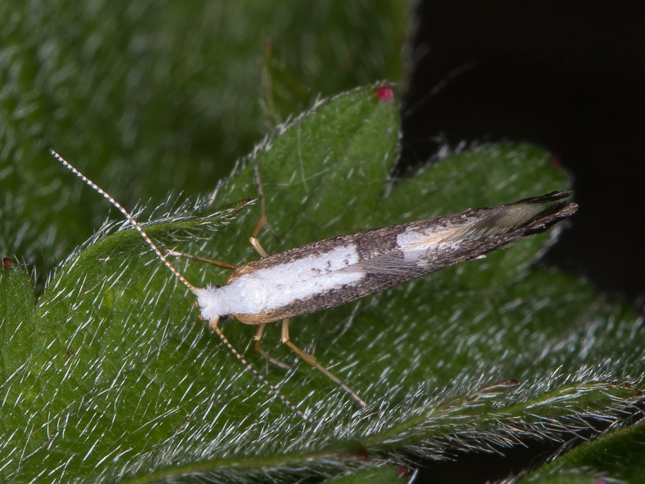 Argyresthiidae - Argyresthia spinosella