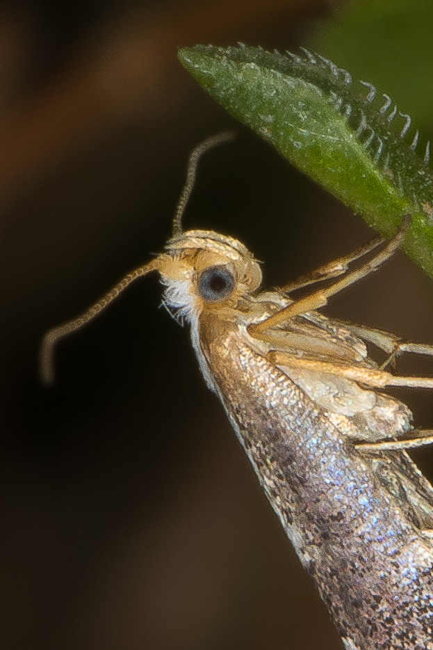 Argyresthiidae - Argyresthia spinosella