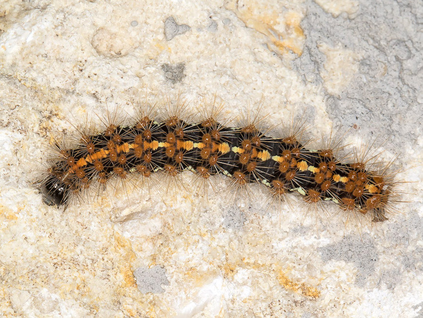 Larva da id. - Euplagia quadripunctaria, Erebidae Arctiinae