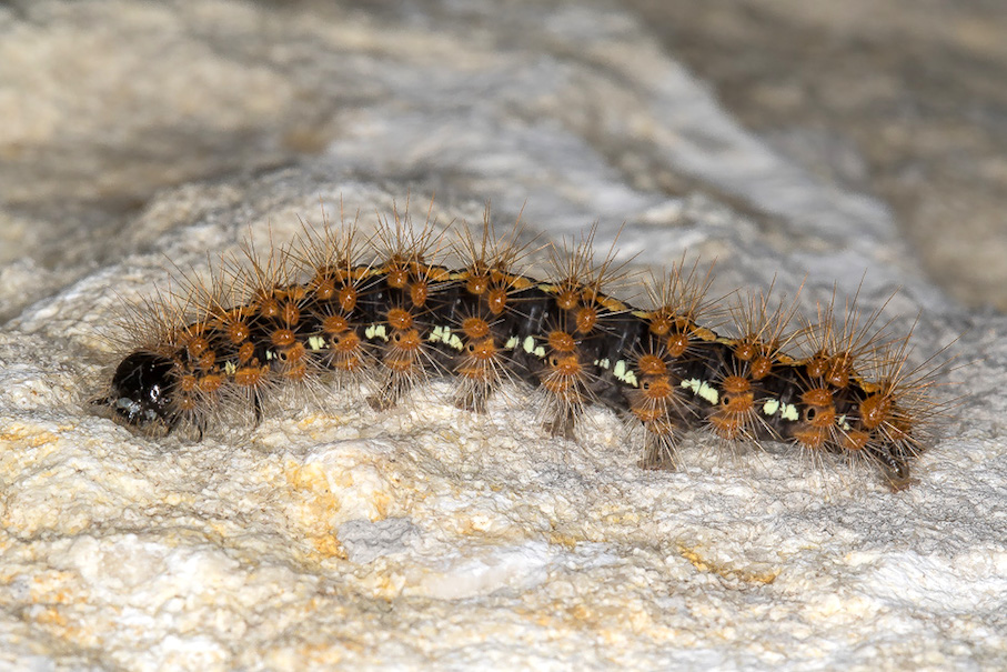 Larva da id. - Euplagia quadripunctaria, Erebidae Arctiinae