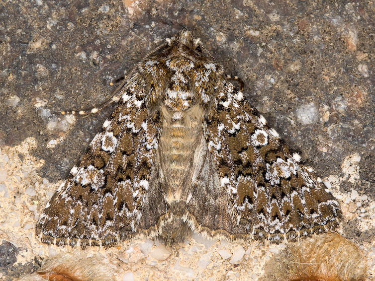 Hadena magnolii - Noctuidae