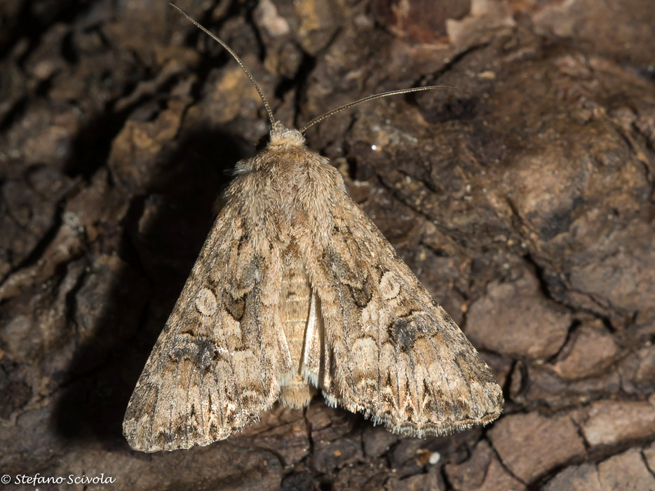 Noctuidae da confermare - Anarta (Calocestra) trifolii