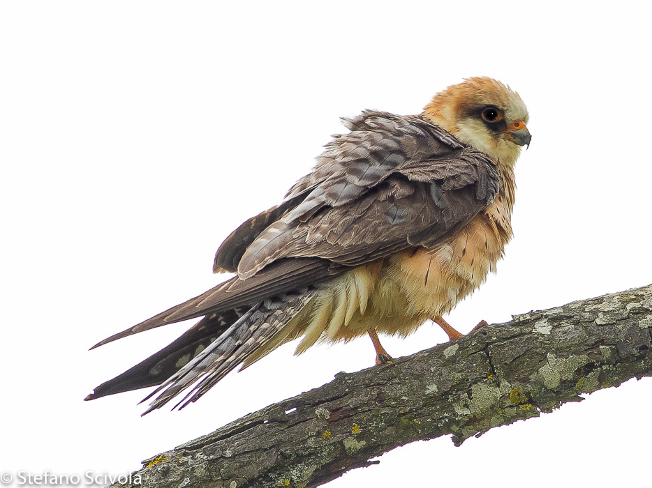 Falco cuculo (Falco vespertinus) ♀