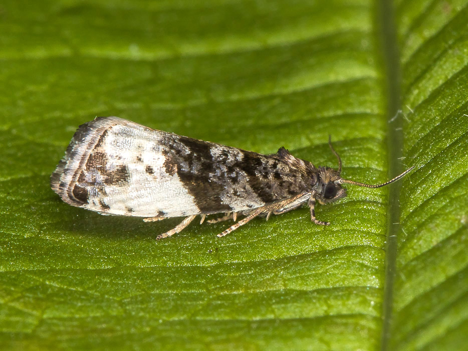 Tortricidae da confermare - Hedya pruniana