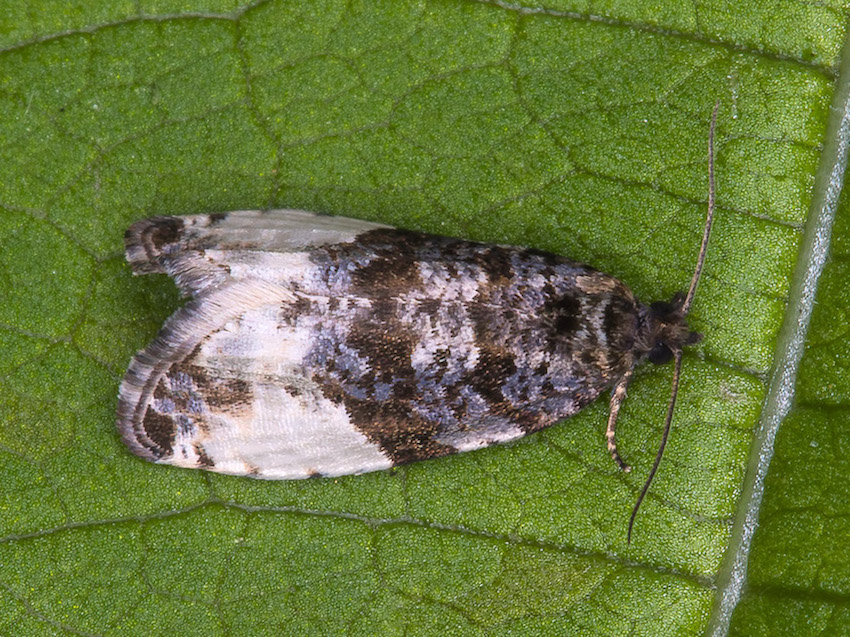 Tortricidae da confermare - Hedya pruniana