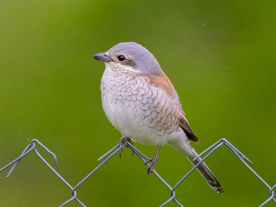 Avrla piccola (Lanius collurio, Linnaeus 1758) juv.