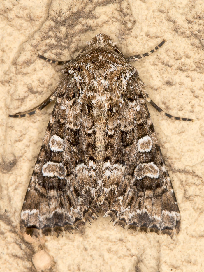 Hadena perplexa (Noctuidae)