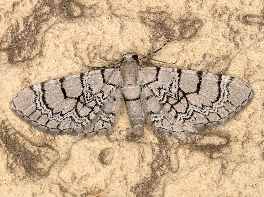 Eupithecia venosata (Geometridae)
