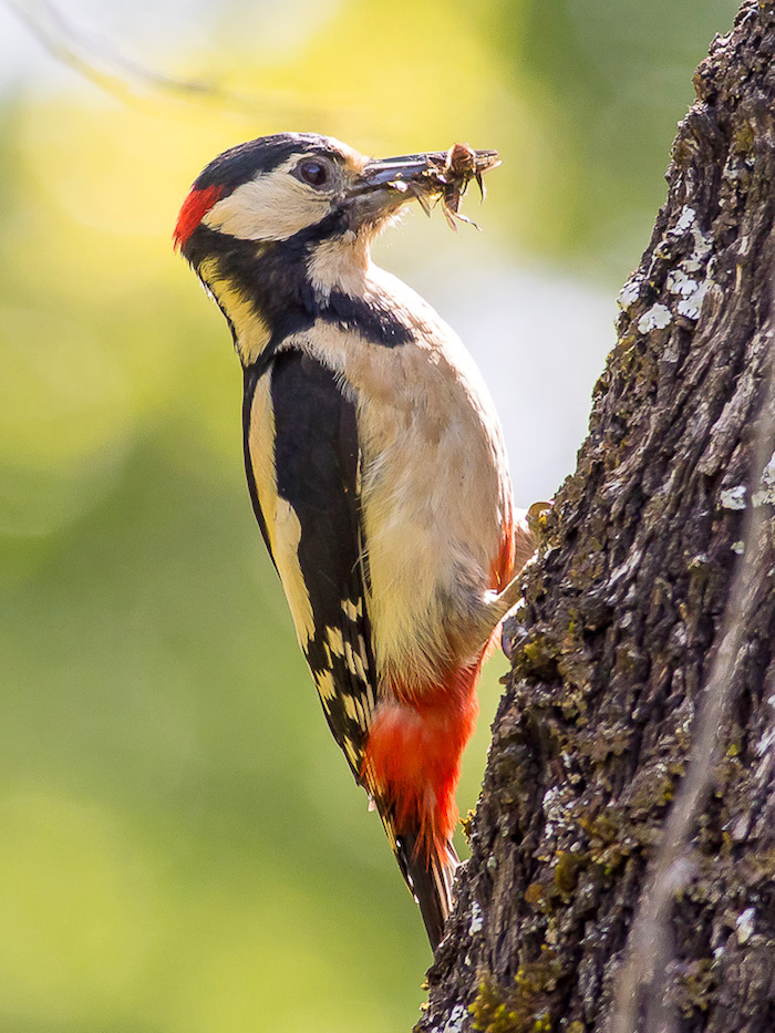 Picchio rosso maggiore (Dendrocopos major)♂