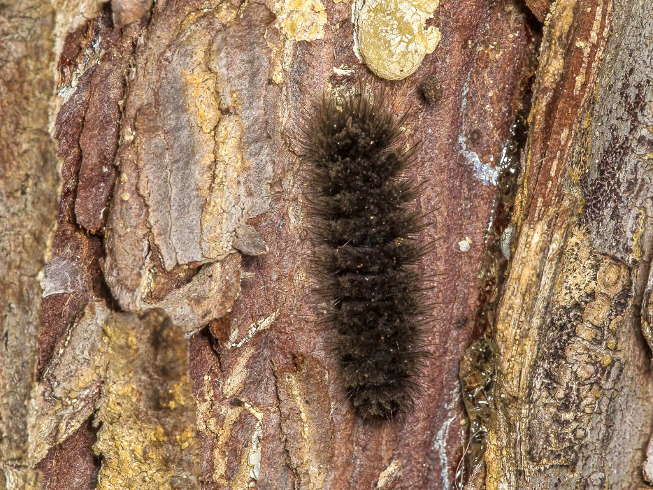 Richiesta conferma id. Larva - Amata cfr. kruegeri