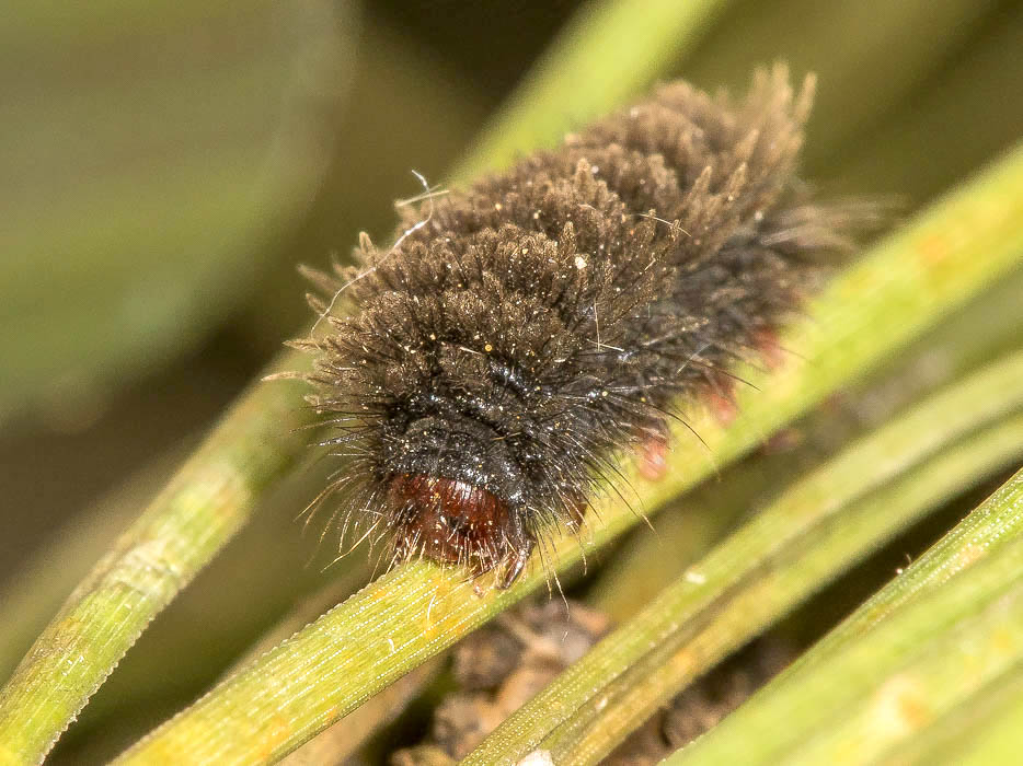 Richiesta conferma id. Larva - Amata cfr. kruegeri