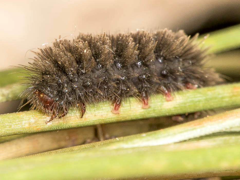 Richiesta conferma id. Larva - Amata cfr. kruegeri