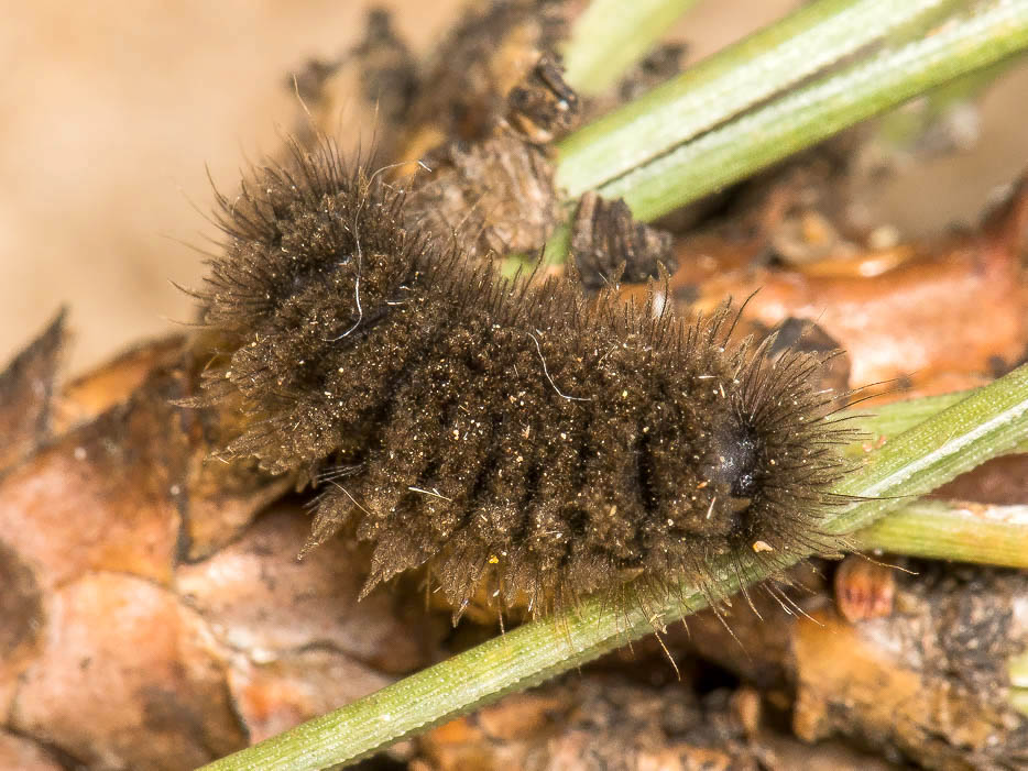 Richiesta conferma id. Larva - Amata cfr. kruegeri