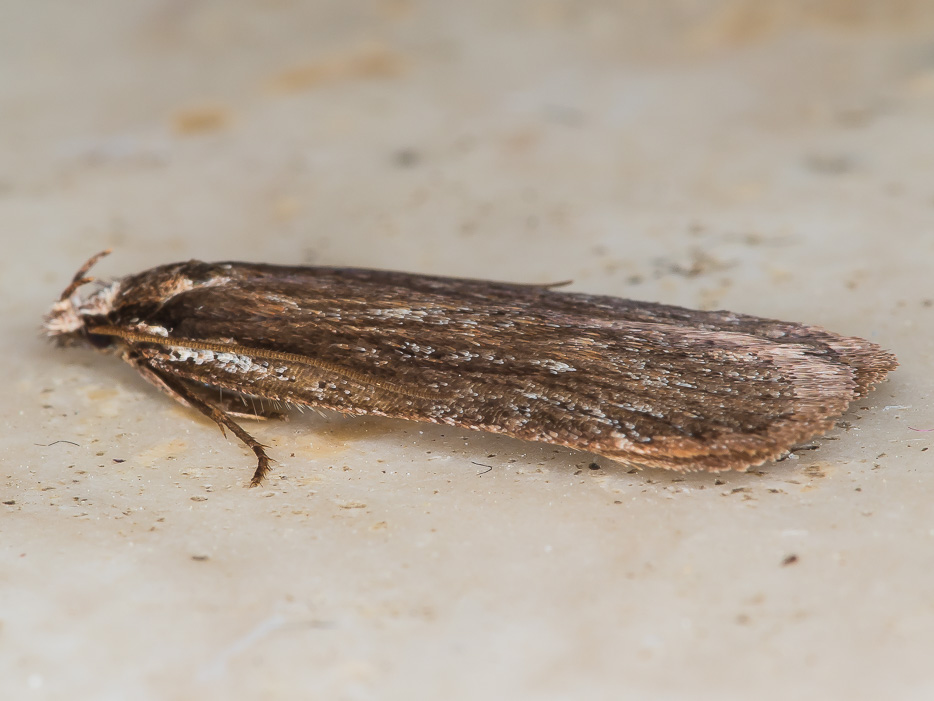 Depressaria cfr. daucella (Elachistidae)