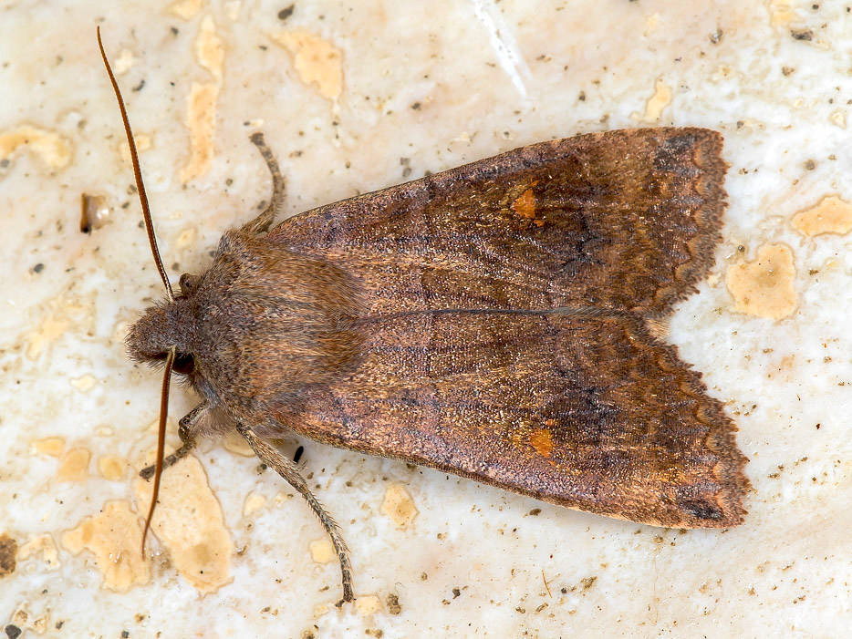 Eupsilia transversa, Noctuidae