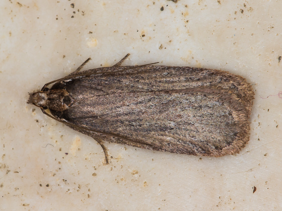 Depressaria cfr. daucella (Elachistidae)