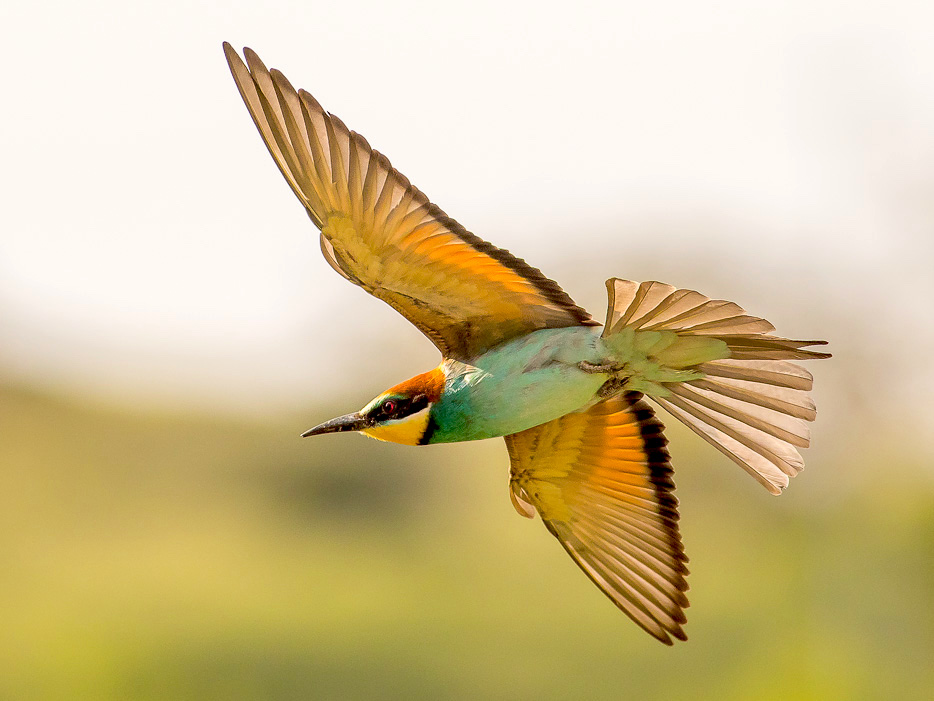 Gruccioni in volo