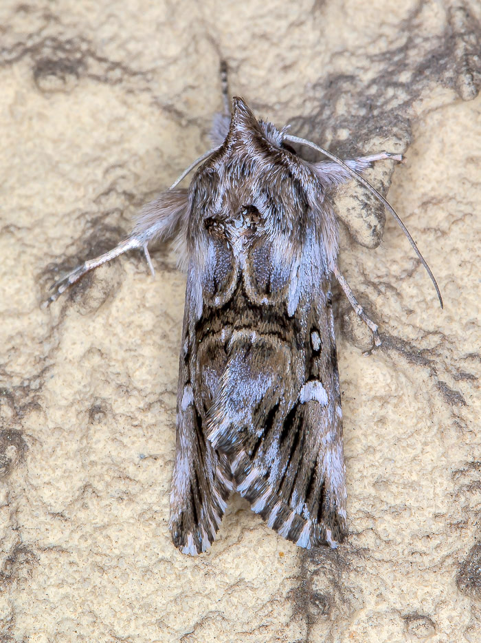 Calophasia lunula  (Noctuidae)